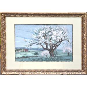 Théodore Buchhold "trees In Bloom" Gouache 33x45